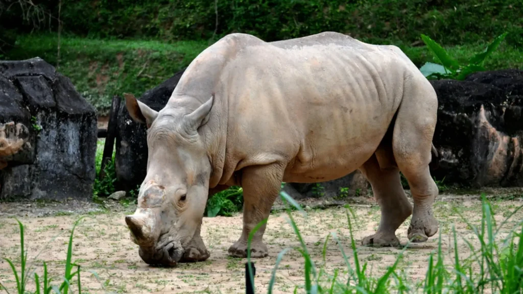 Суматранский носорог в естественной среде обитания - редкий вид дикой природы под угрозой исчезновения