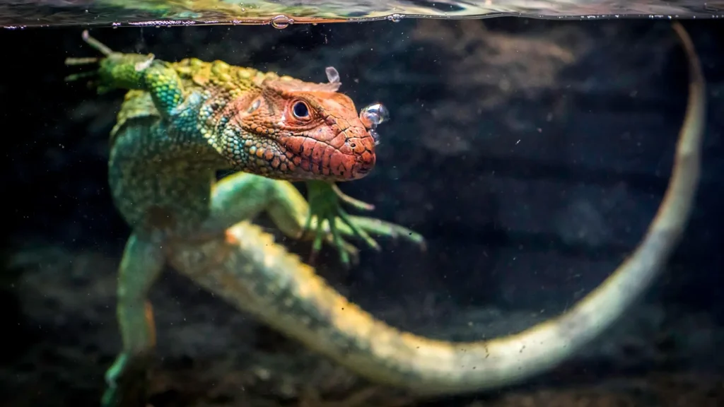 Кайман - экзотическая ящерица. Описание, среда обитания и интересные факты о рептилии